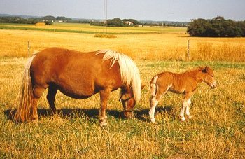 Hjlunds Chamagne & Hjlunds Chatlien 1991