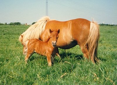 Hjlunds Lorraine & Hjlunds Lucima 1992