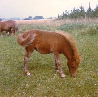 Højlunds Lucy 1980