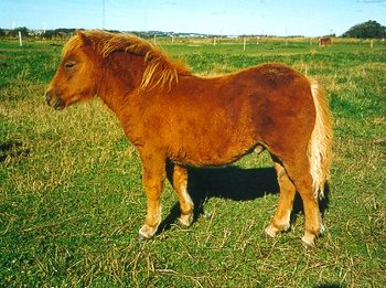 Hjlunds Mancini 1994