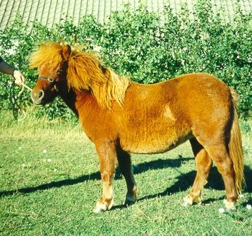 Hjlunds Manilla 1996
