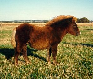 Hjlunds Lucinia 1991